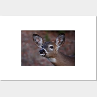 Kiss me! - White-tailed Deer Posters and Art